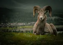 Weteran