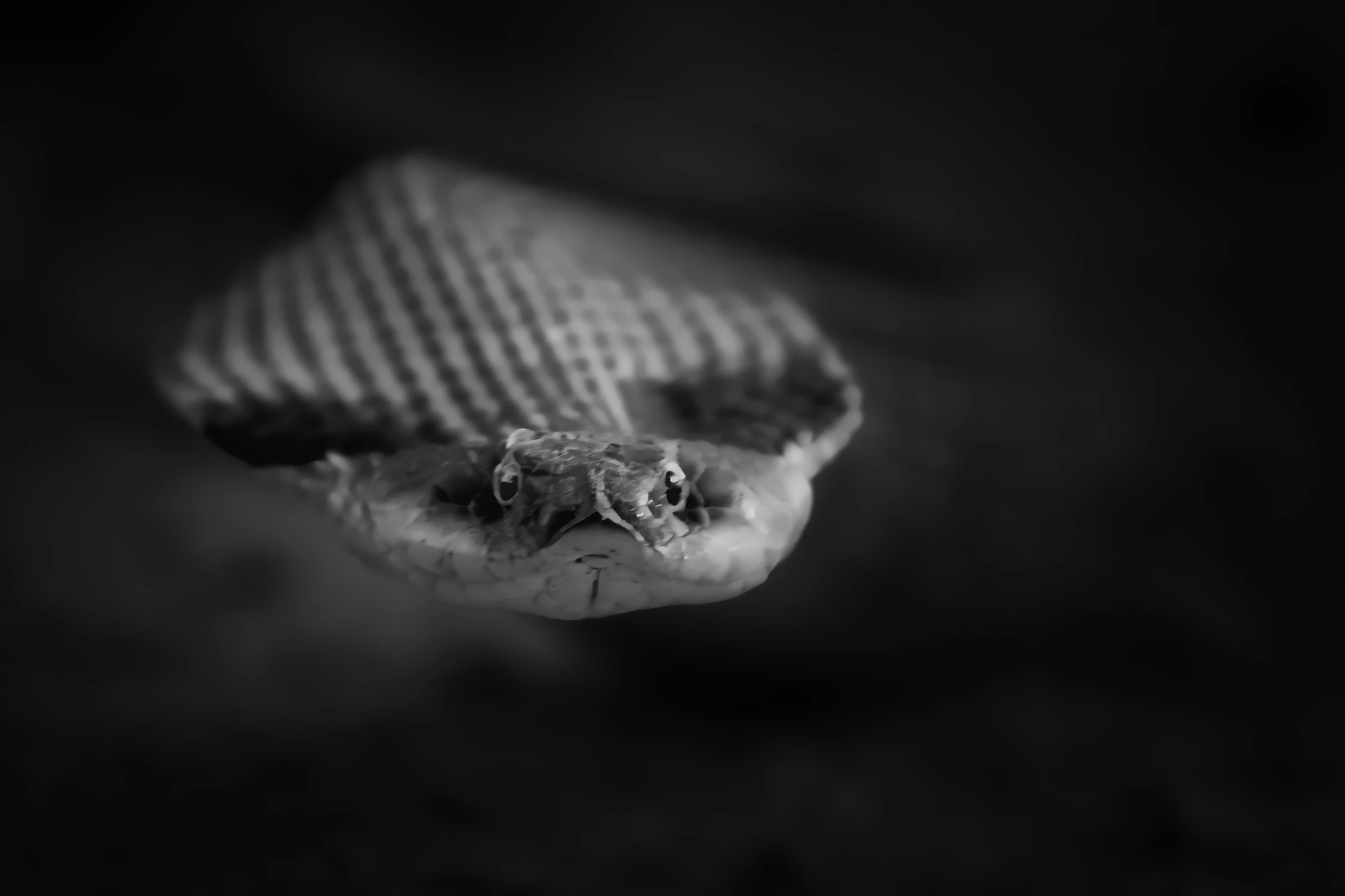 Eastern Hognose Snake