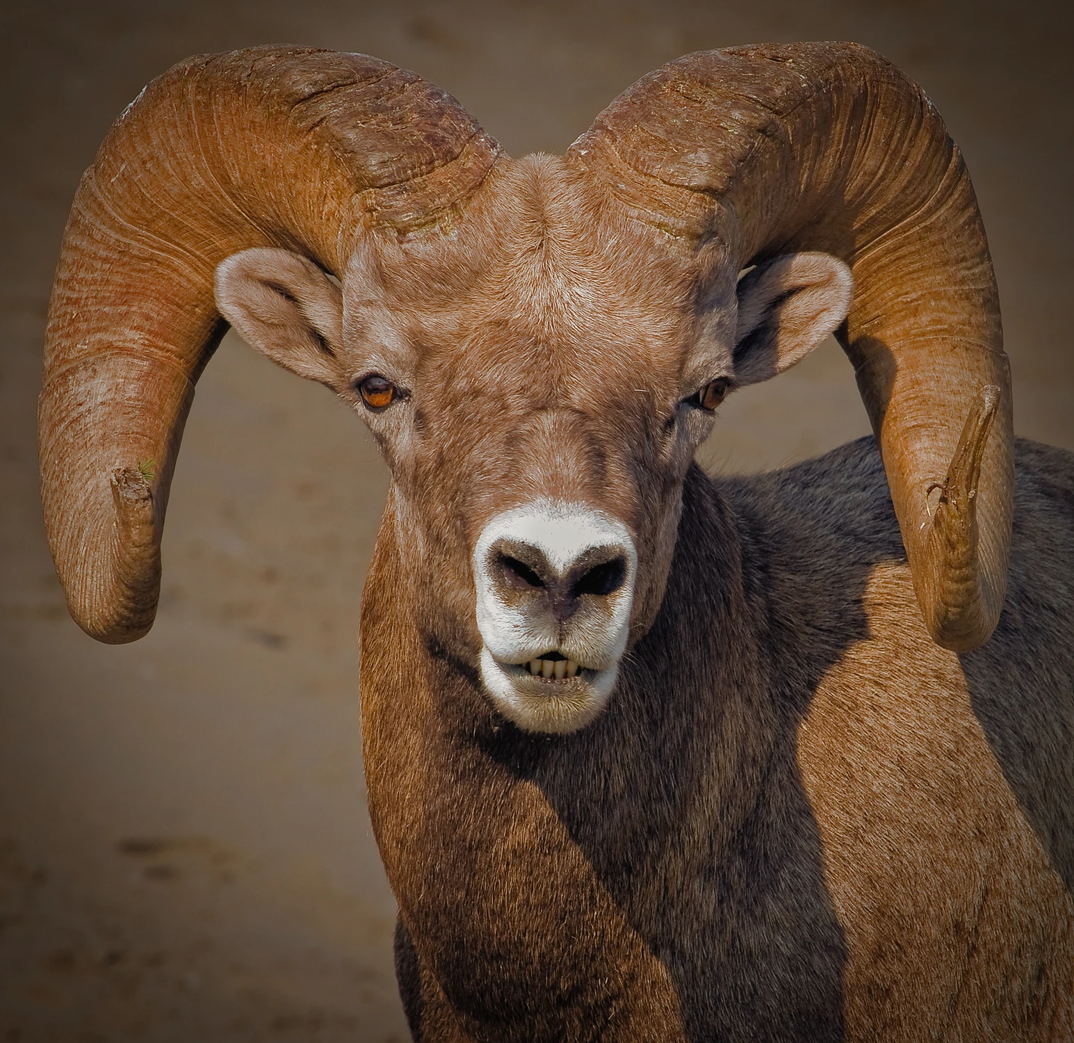 Bighorn Sheep