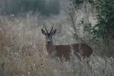 Koziołek na polanie.