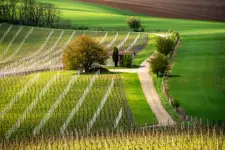 Winnica harmonii