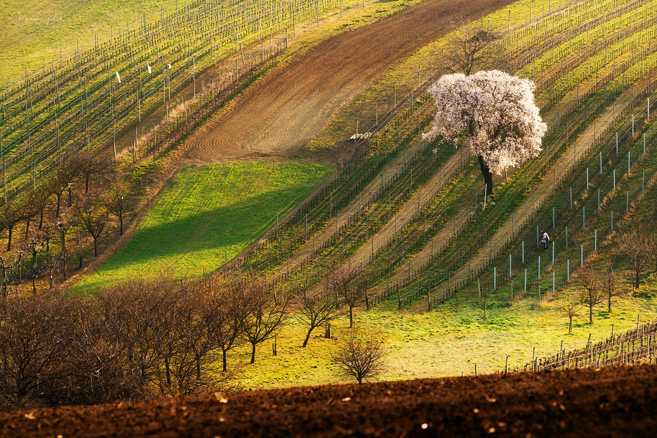 Tam, gdzie kwitnie cisza