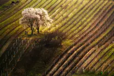 Gdy zakwitają migdałowce