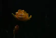 Tulipek