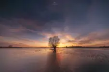Wierzba 