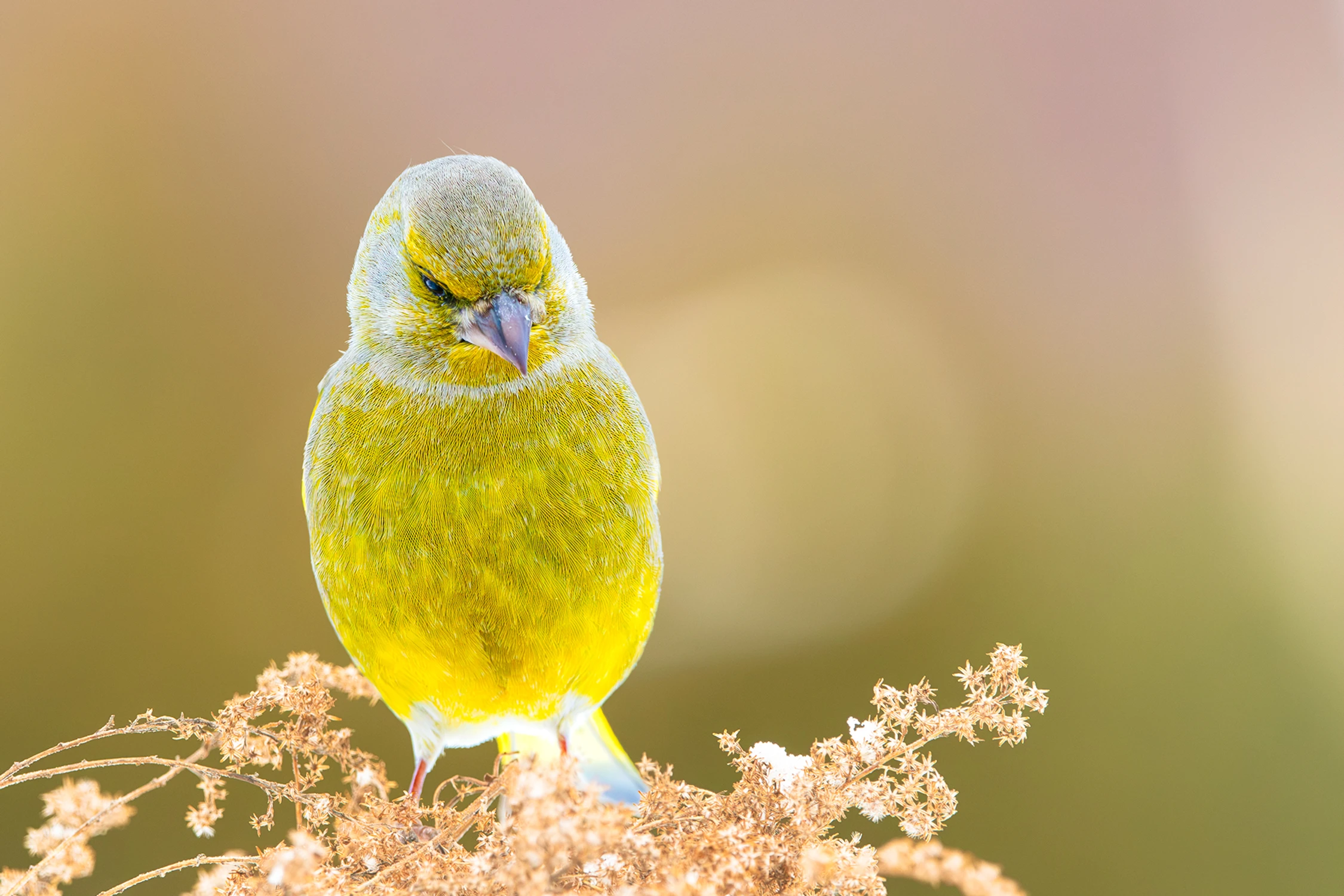 Zamyślony