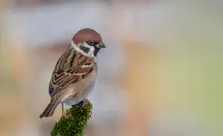 mazurek