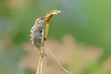 Wróbel