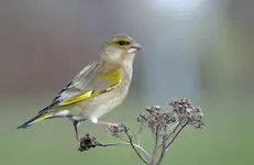 Dzwoniec