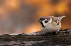 Mazurek