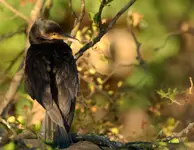 Kormoran