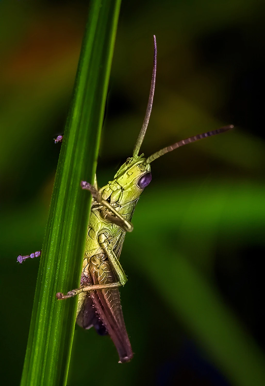 Konik polny