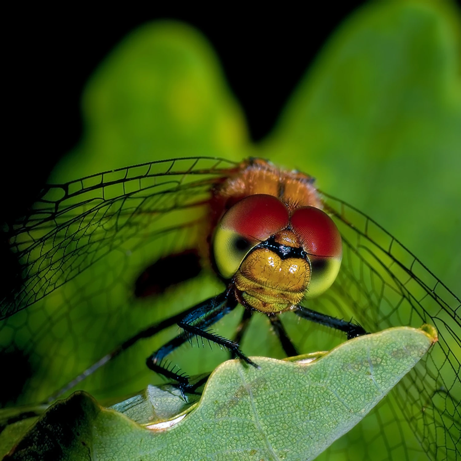 hipnoza