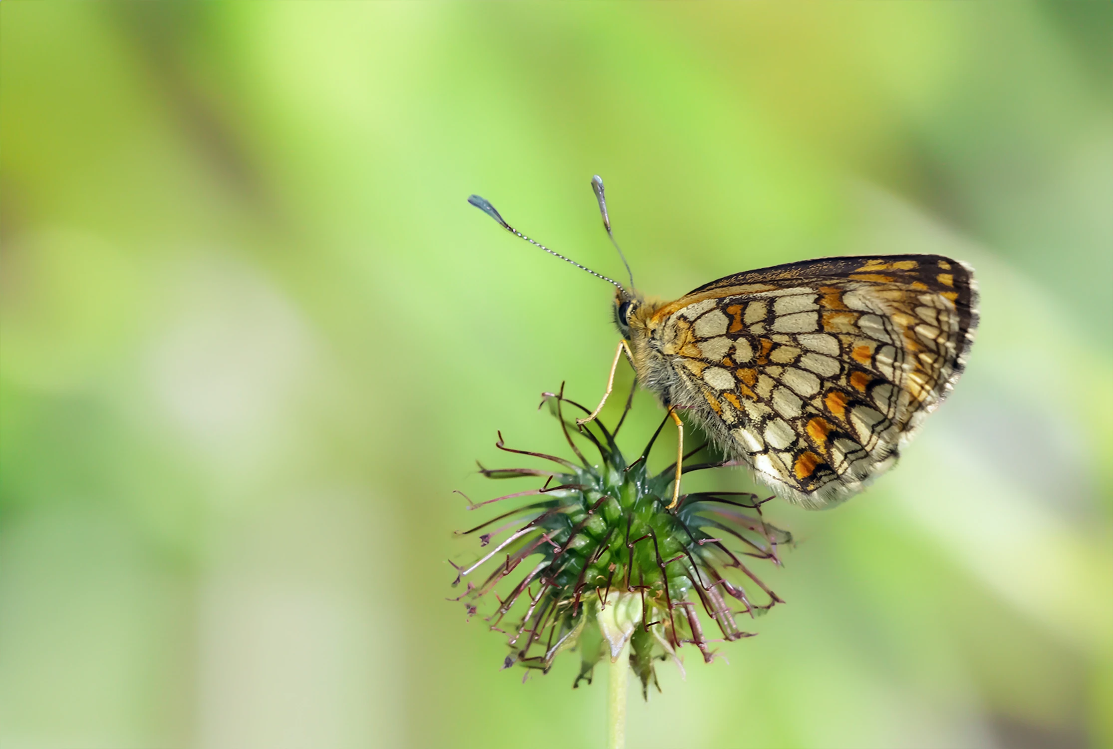 Motyl