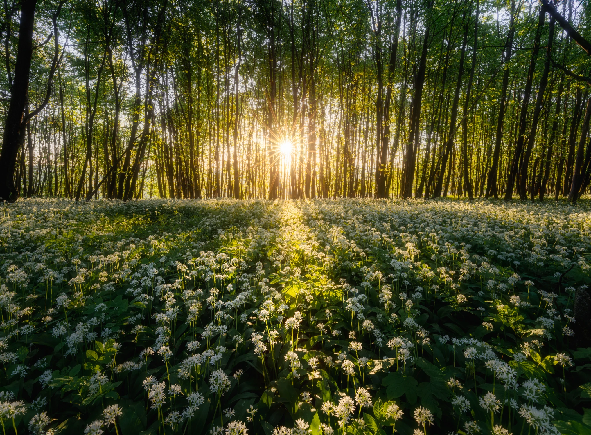 "Allium Ursinum"