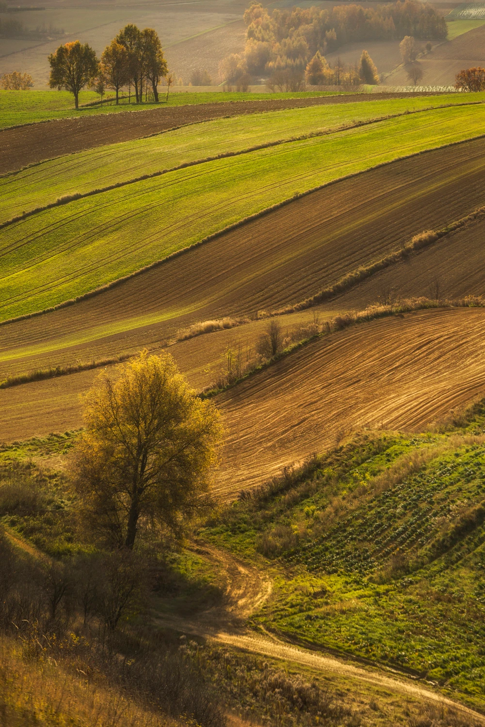 Chodów - Falniów 