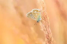 IKARUS 