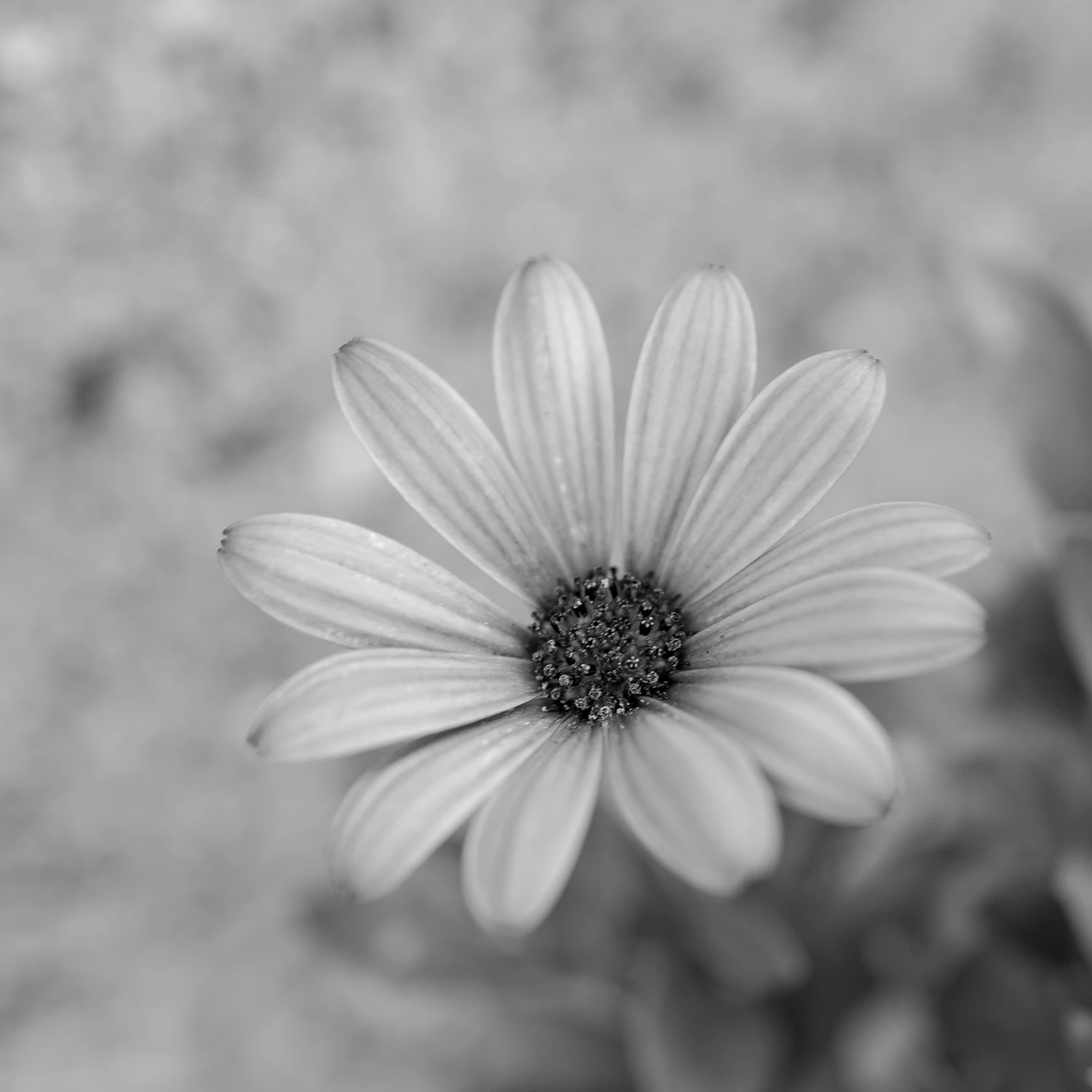 Mono