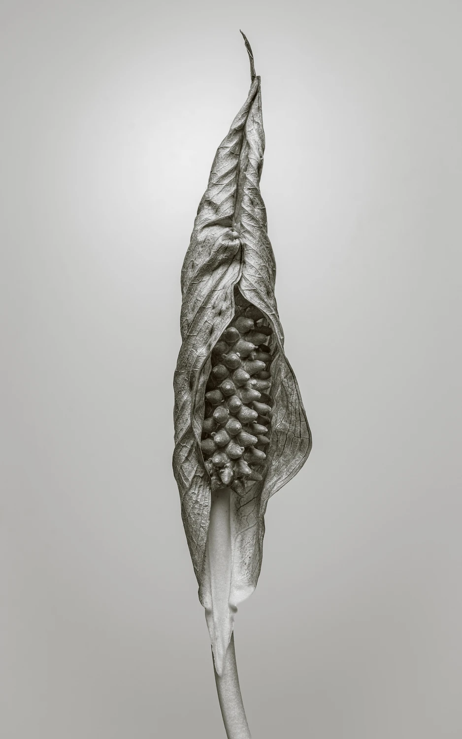 Spathiphyllum w przekwicie.