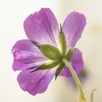 He.1