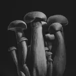 Silna Grupa