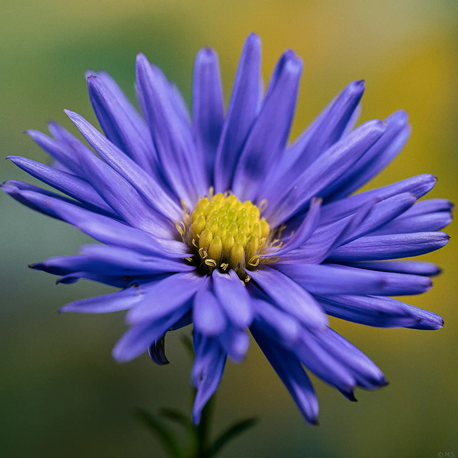 AsTeR