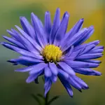 AsTeR