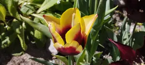 Tulipan