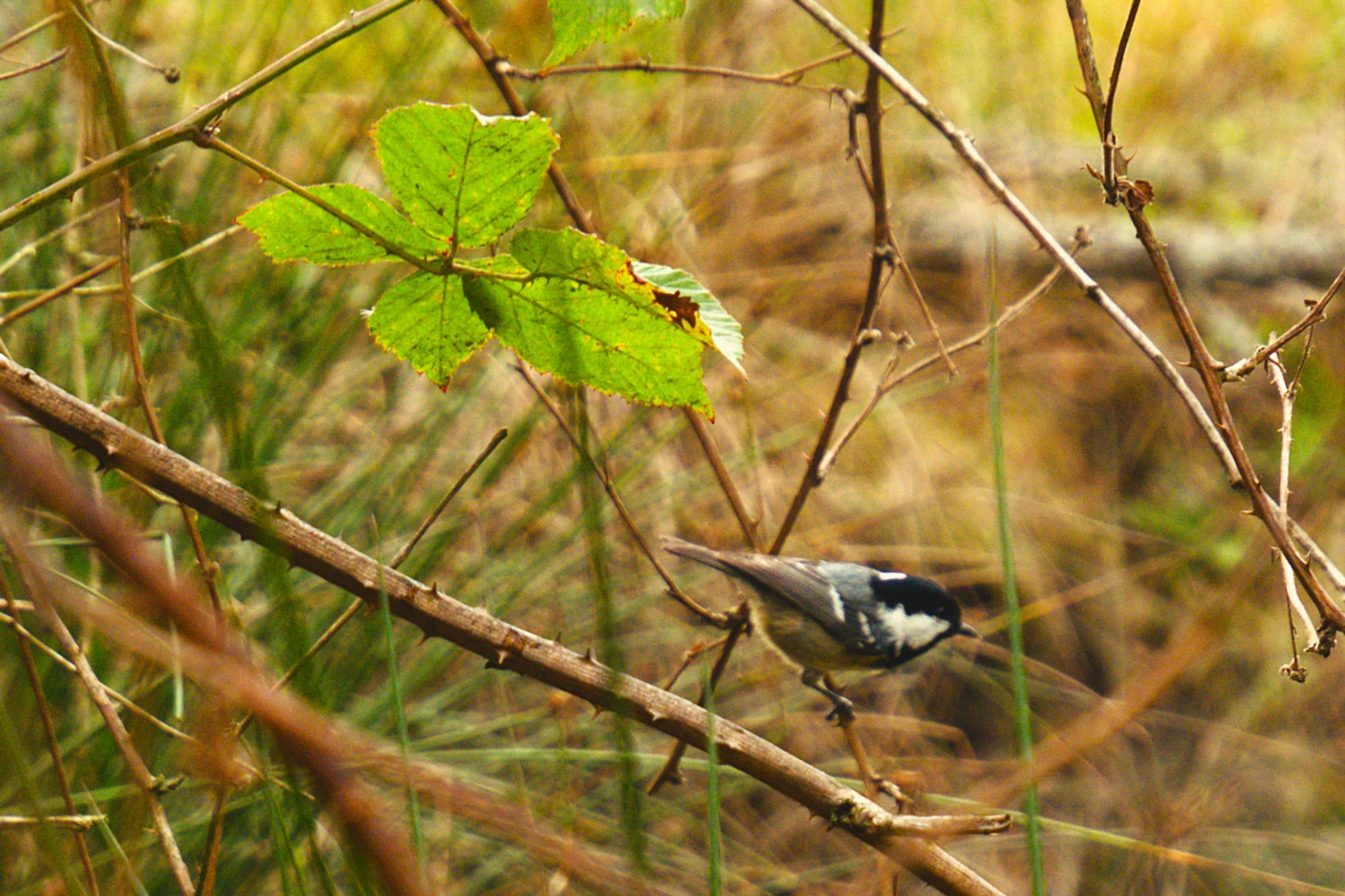 Złapany w nieostrość