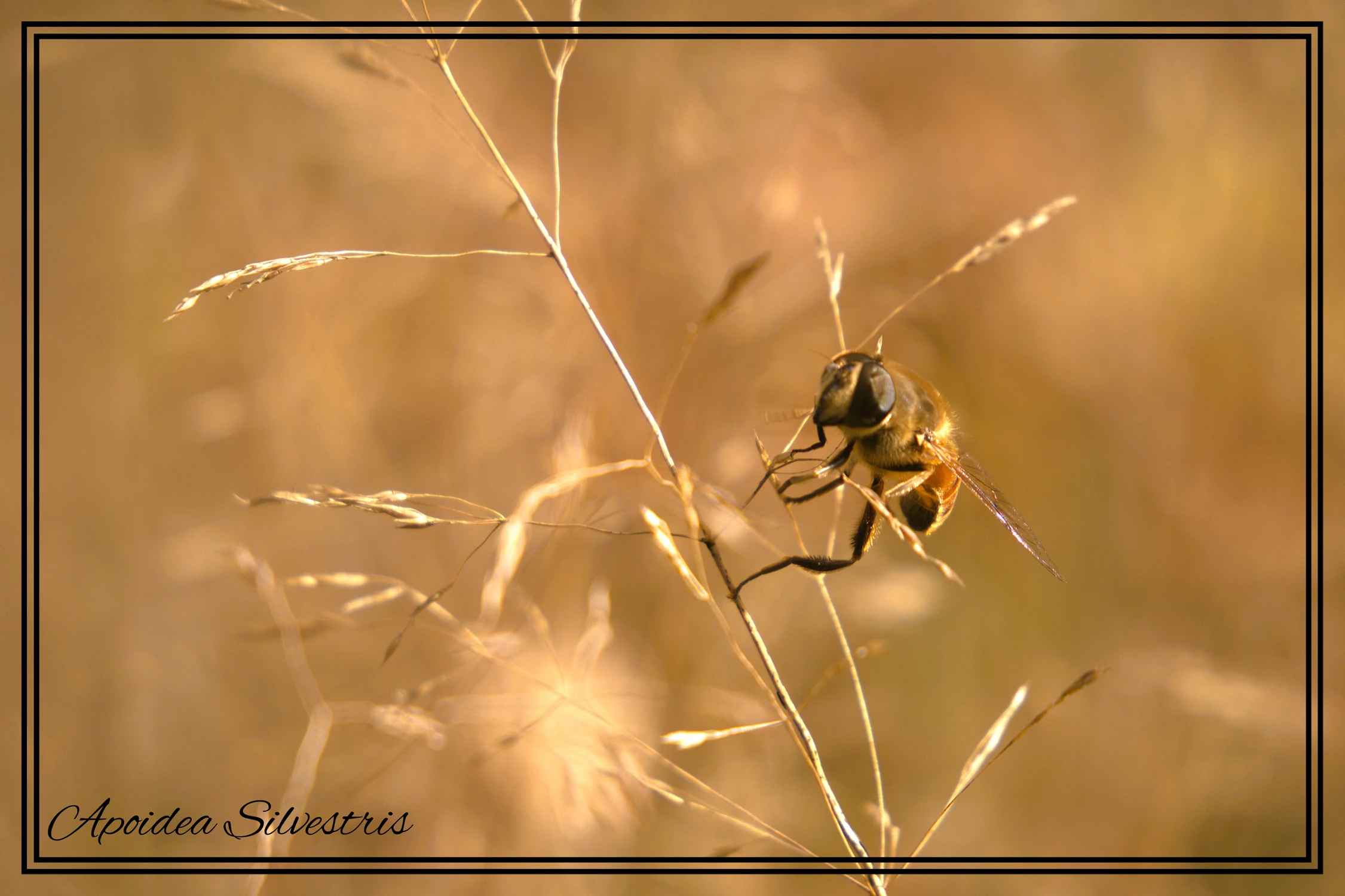 Apoidea Silvestris