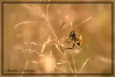 Apoidea Silvestris