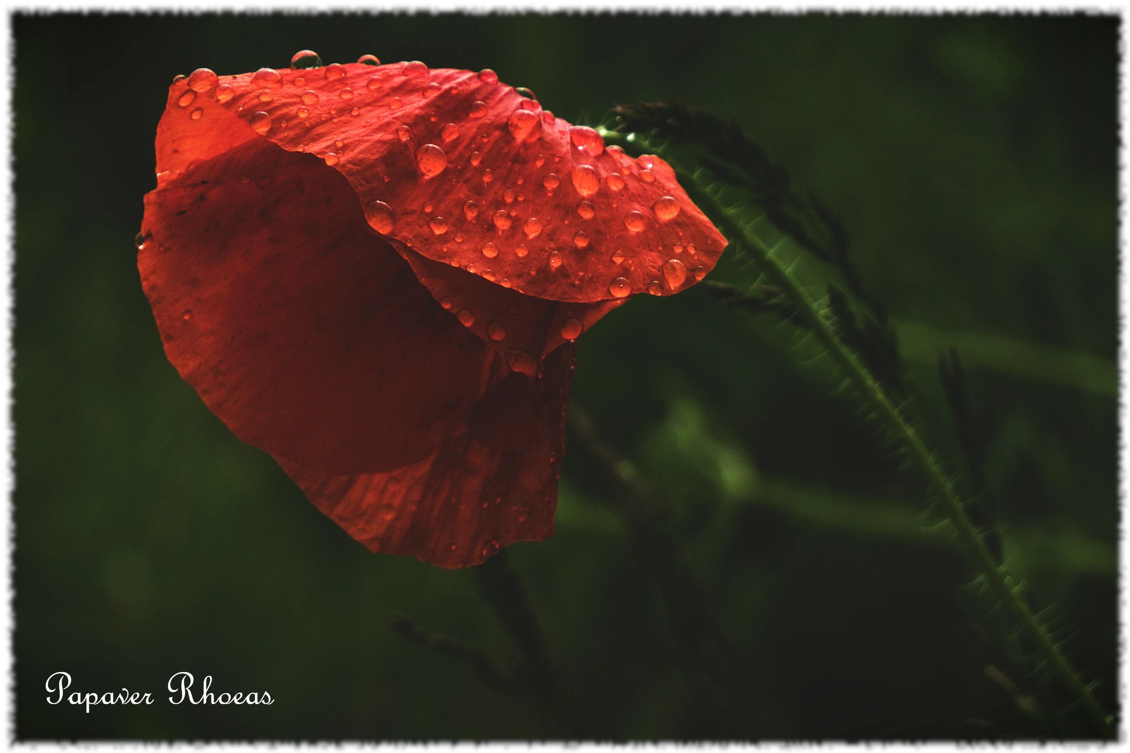 Papaver rhoeas