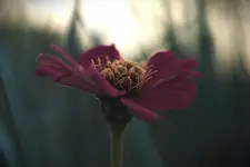 Cynia Jakobinka