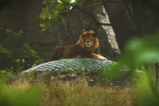 Król