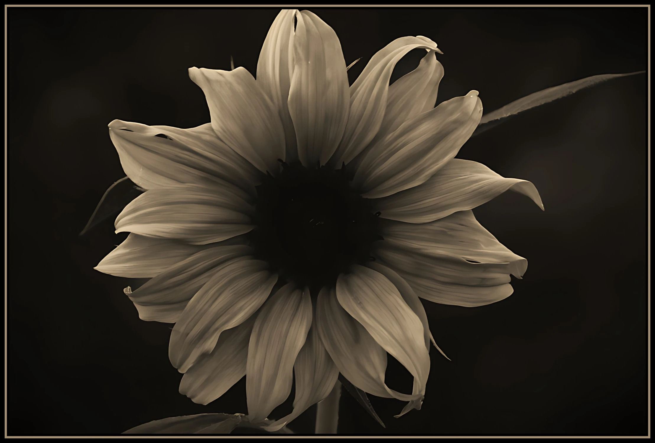 Sepia Sunflower