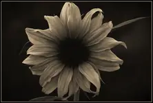Sepia Sunflower