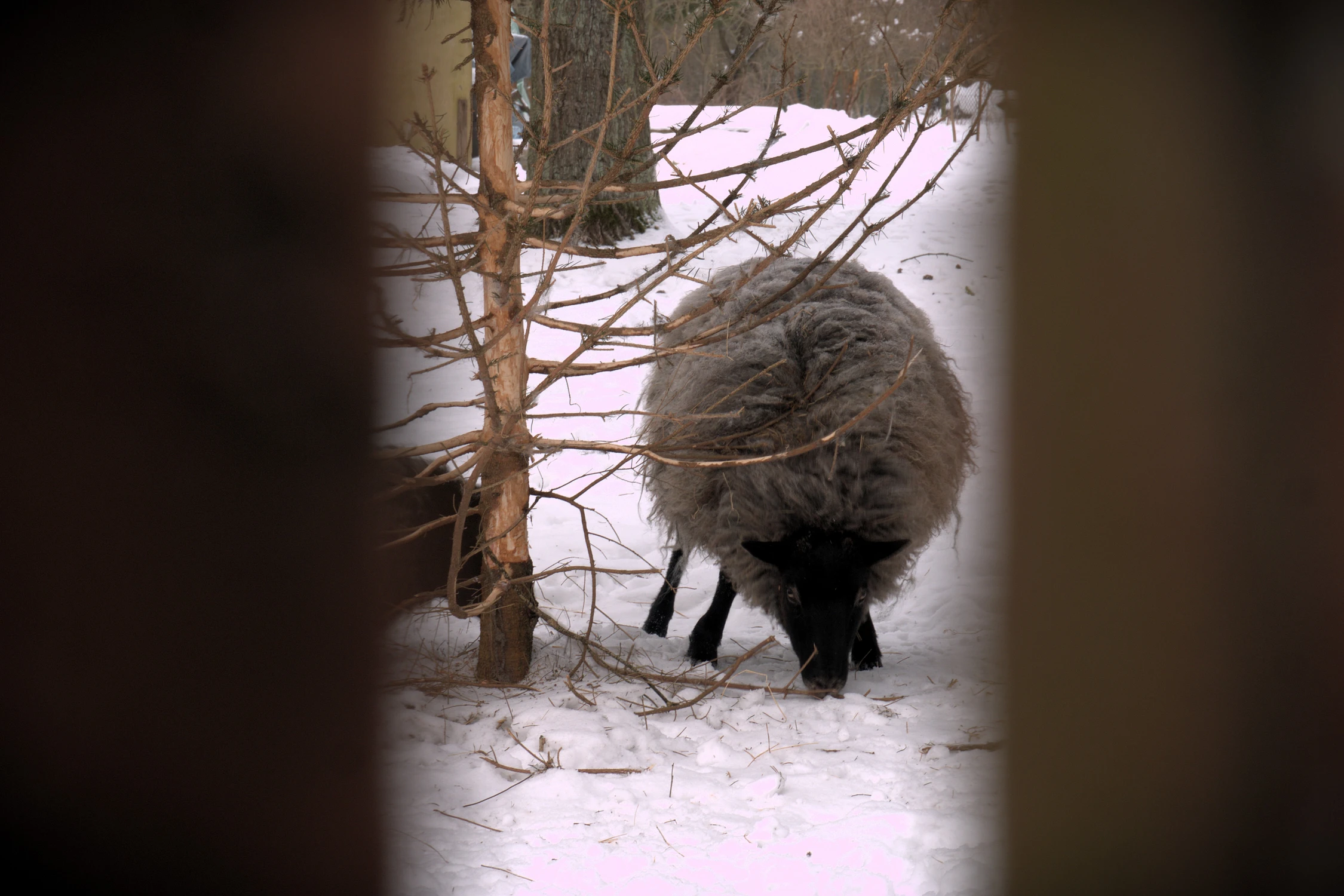 Każdy miał swoje drzewko świą...
