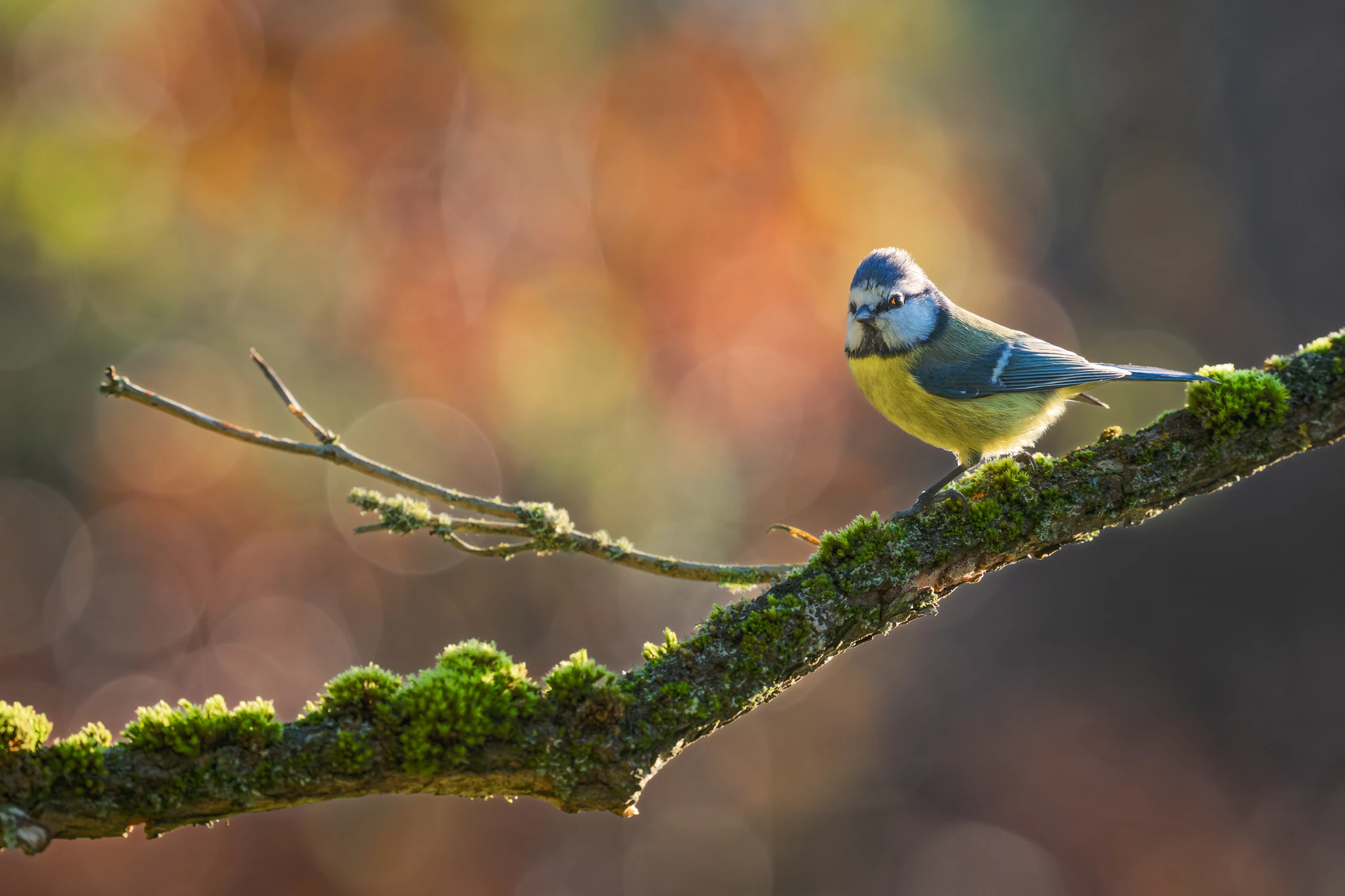 Jesienny błysk w oku