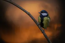 sikora bogatka (Parus major)