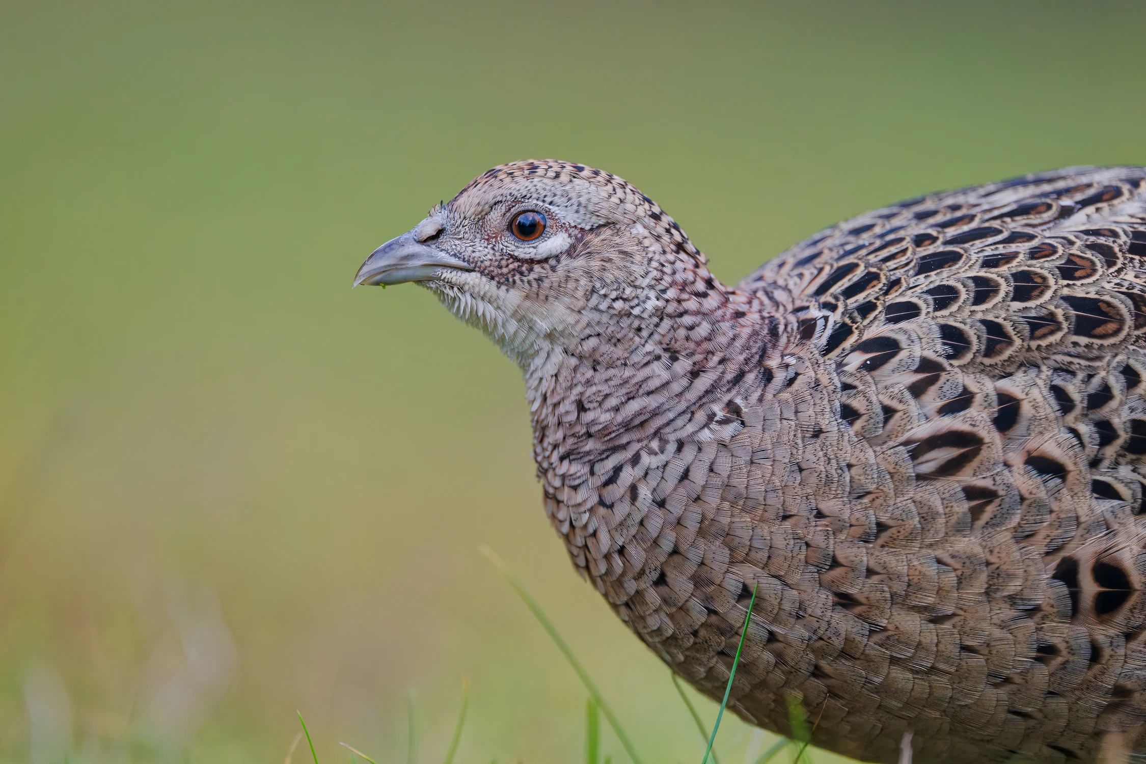Królowa kamuflażu: Samiczka bażanta