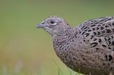 Królowa kamuflażu: Samiczka bażanta