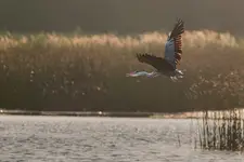 Czapla siwa