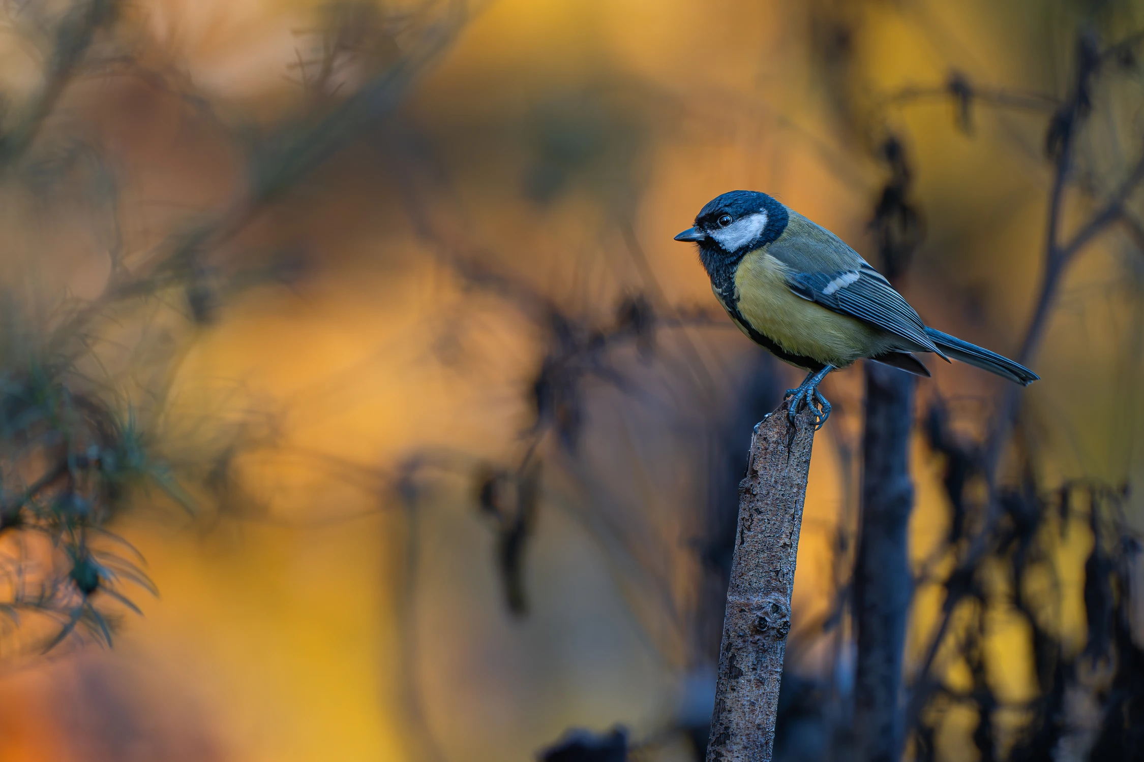 sikora bogatka (Parus major) 