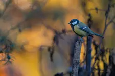 sikora bogatka (Parus major) 