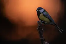 sikora bogatka (Parus major)