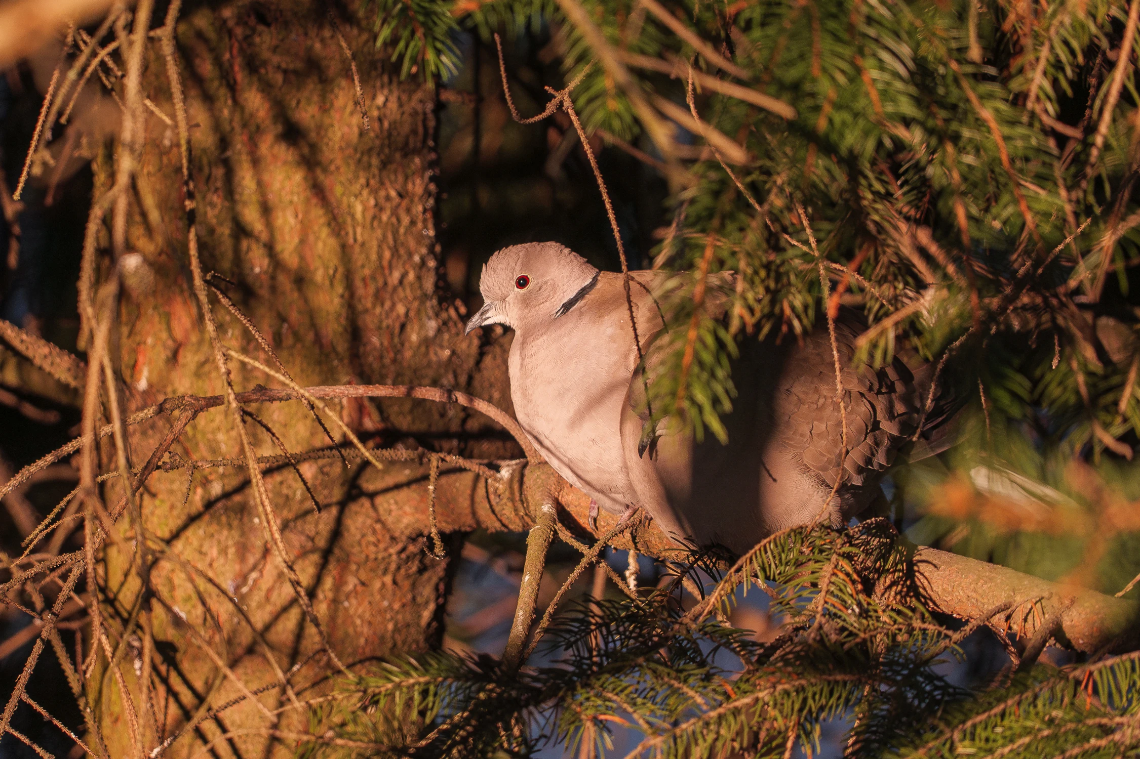 sierpówka (łac. Streptopelia decaocto)