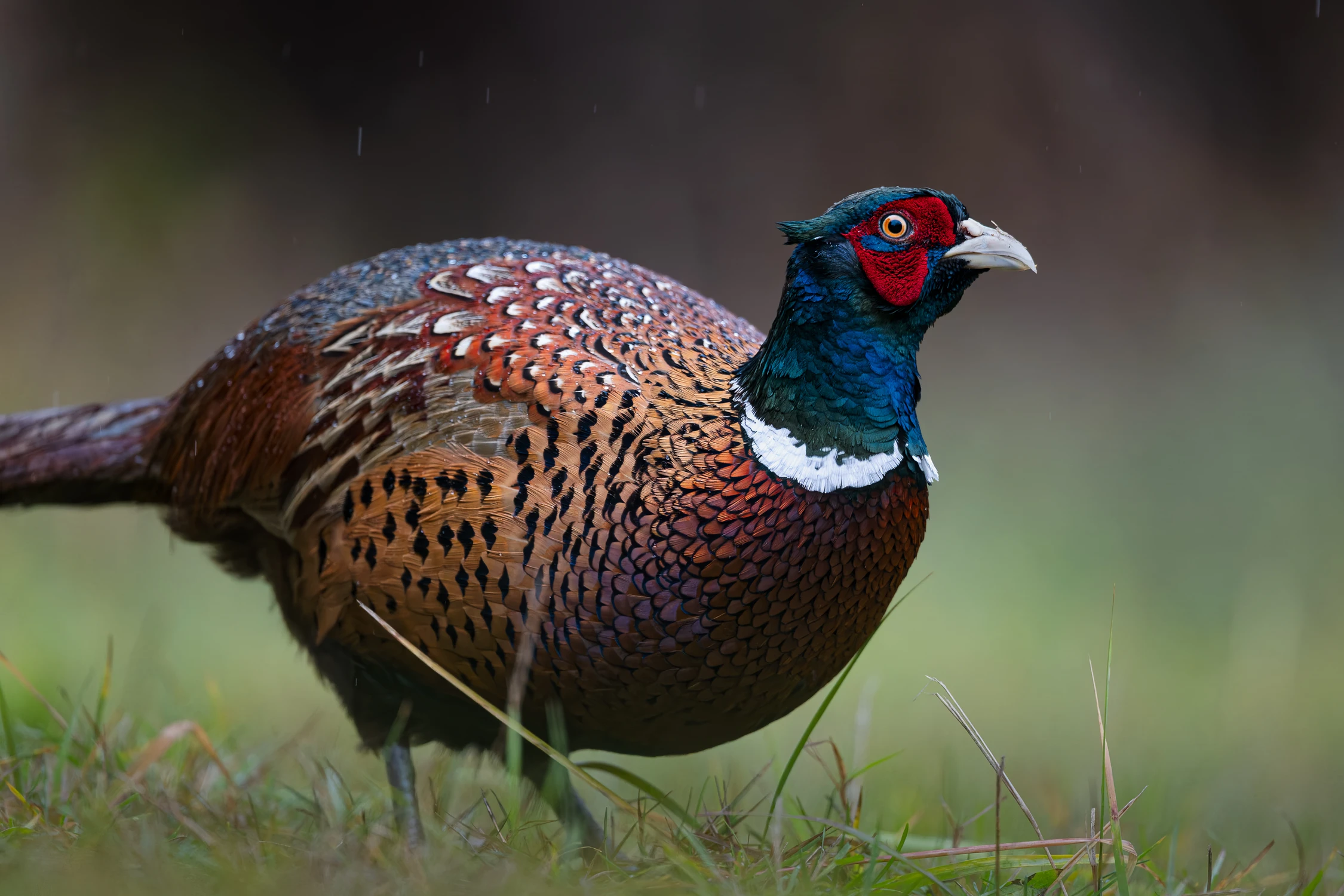 👑 Król Piór: Bażant Kogut