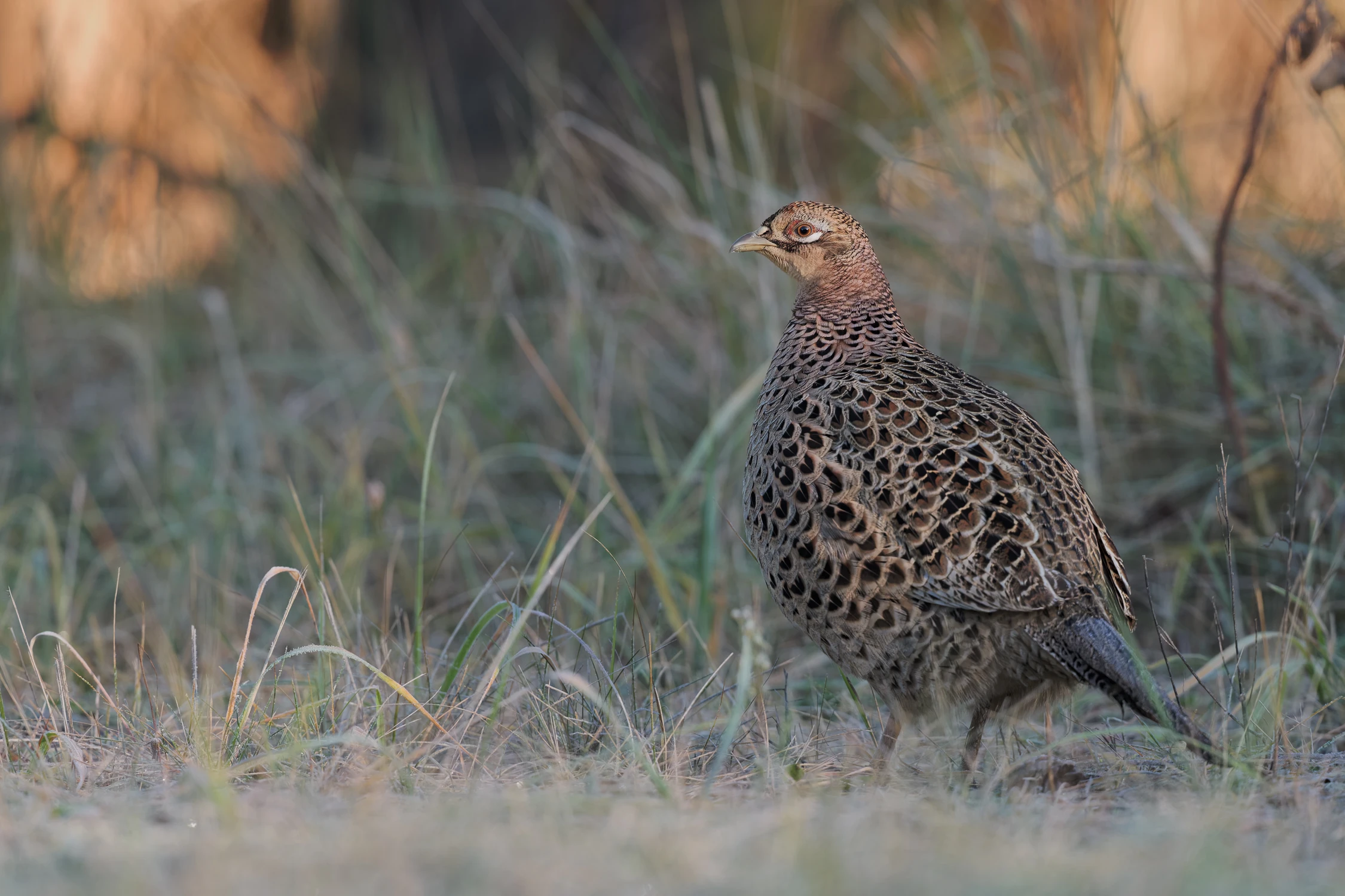 Szron, Słońce i Bażant: Mój Wymarzony Poranek w Kadrze! 📸