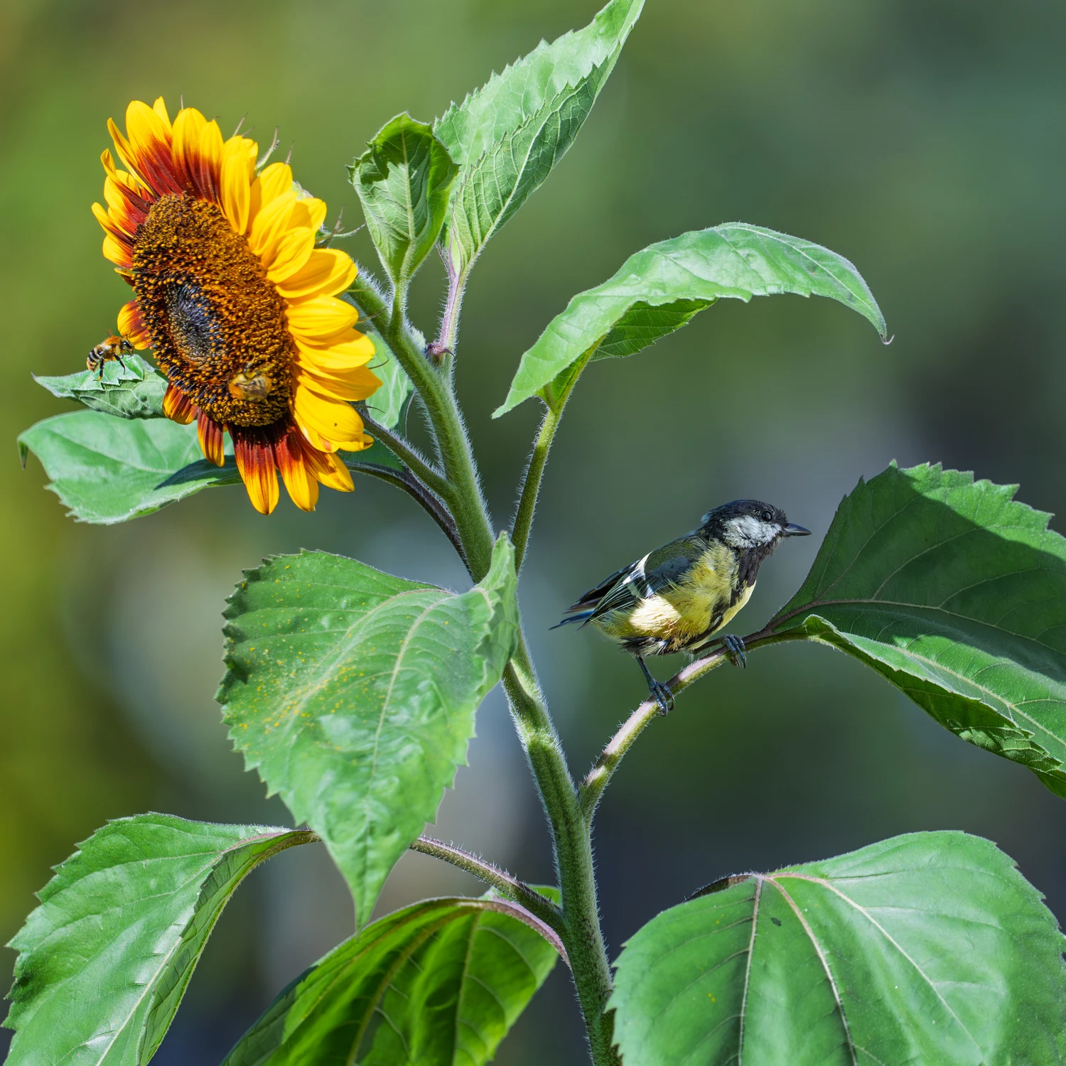wildlife przed blokiem