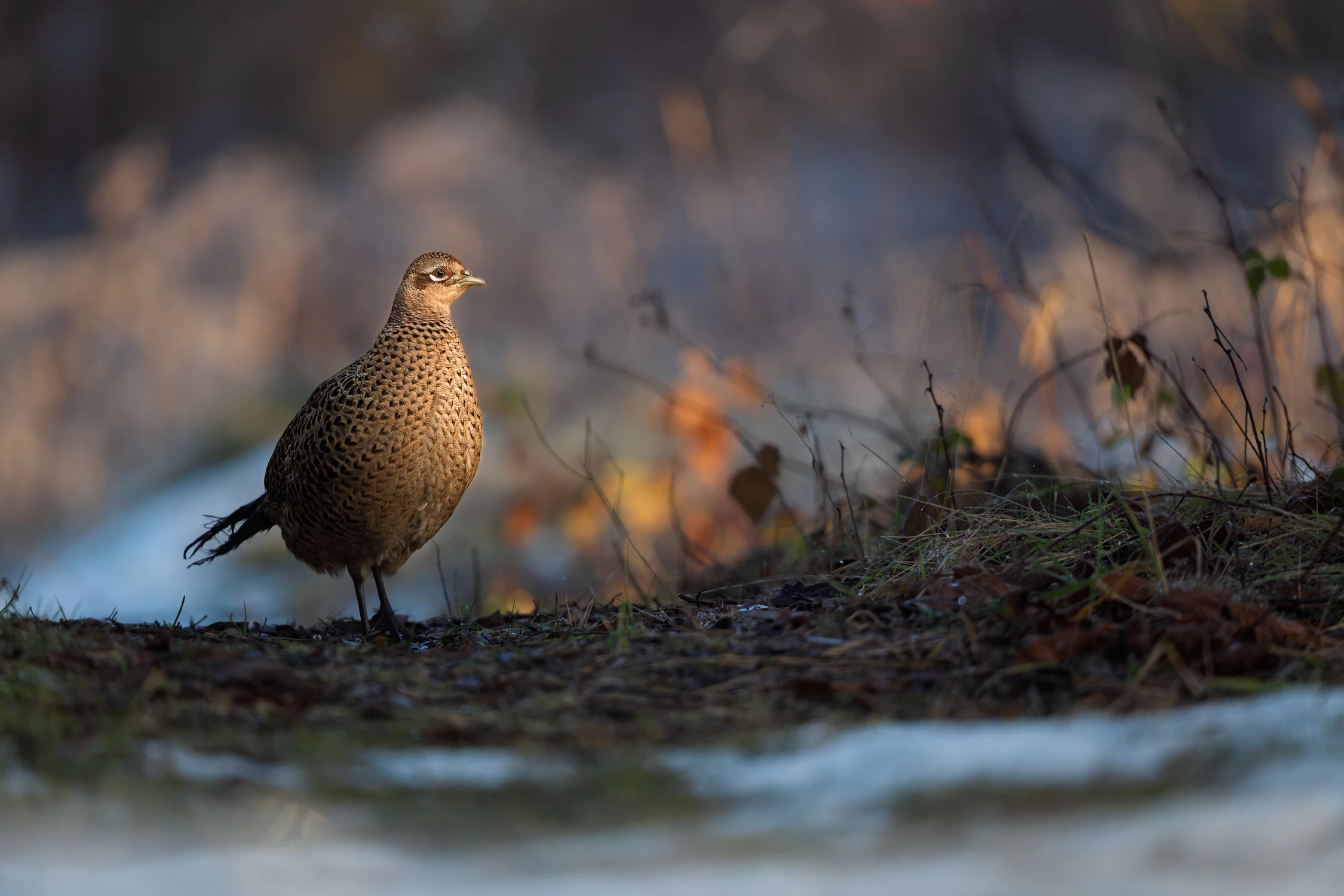 Godność i Spokój. Poranny Portret Bażanta